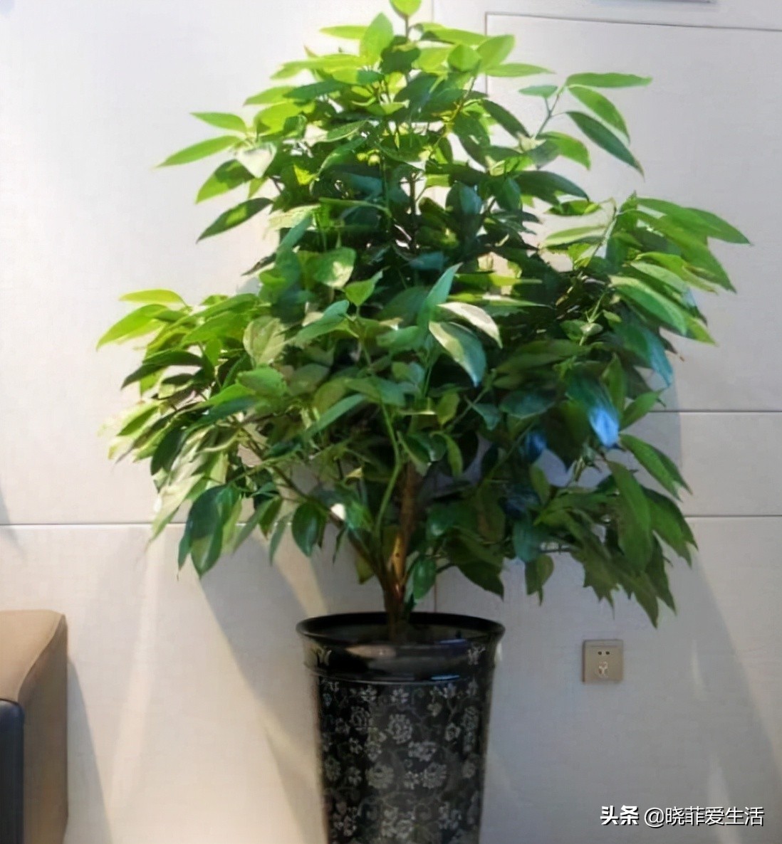 客厅养什么大型绿植最好看又好养,家里养什么绿植最好养又招财客厅