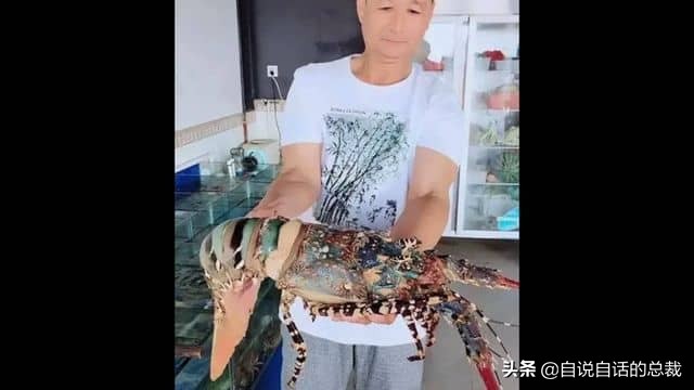 龙虾青龙和花龙区别,龙虾也是生物为什么我们要吃它