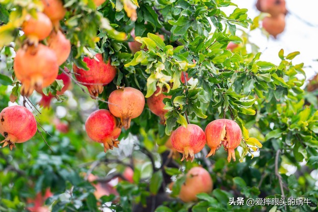 石榴花壁纸生如夏花,石榴花盛开的夏天
