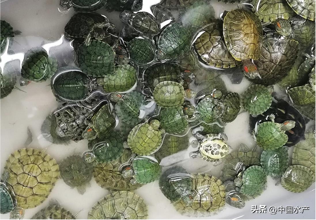 水生外来物种入侵防控工作方案,水生动物防疫