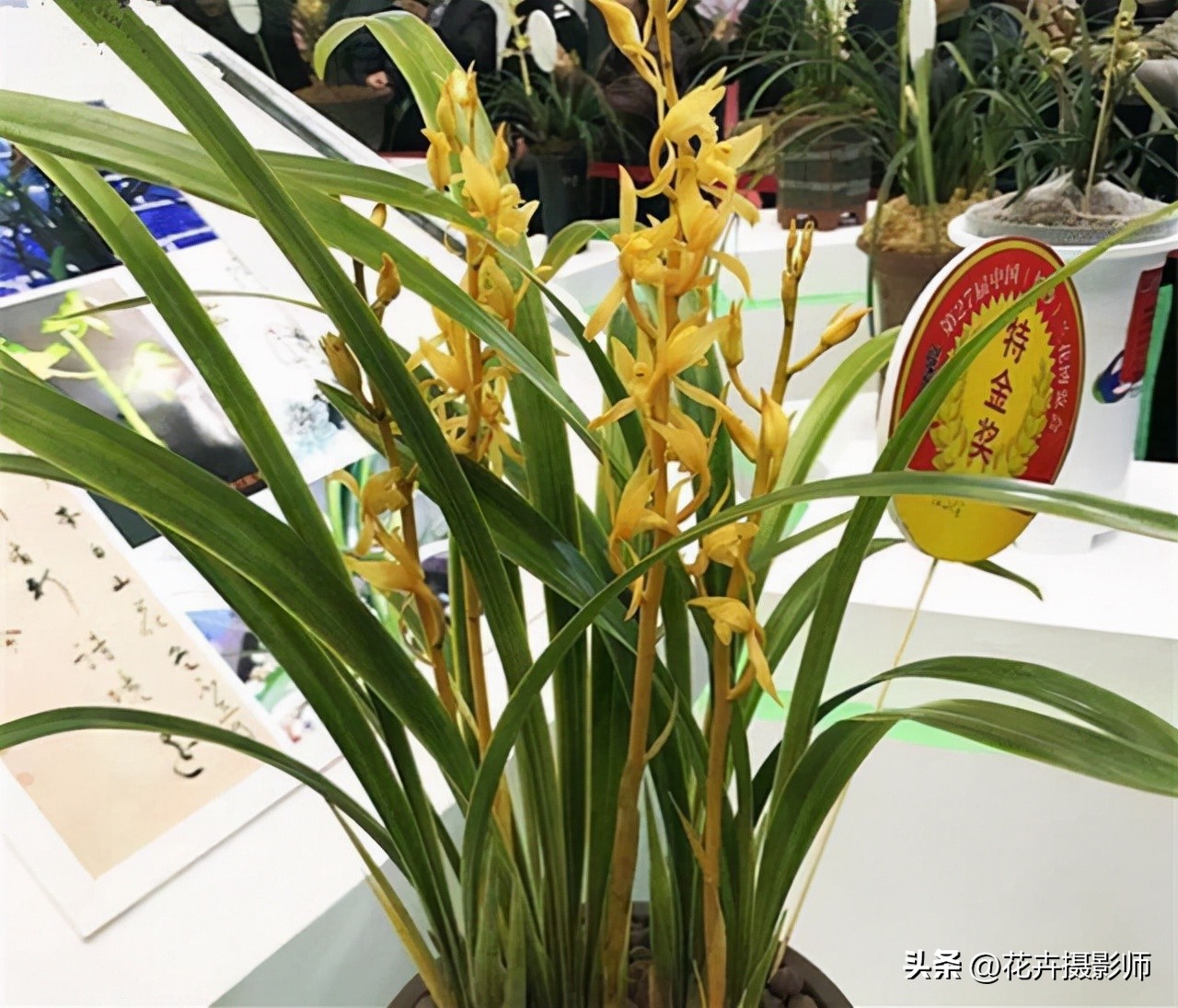 此兰被誉为国兰双圣,此兰是国兰第一名品