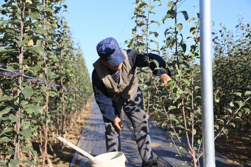 苹果根腐病不要慌，一文了解发生的原因及防治方法！
