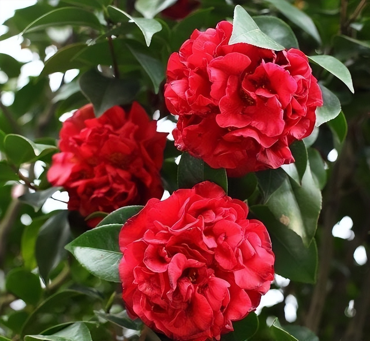 此花花色繁多有淡香味易养易成活,此花简单易养四季开花极为别致