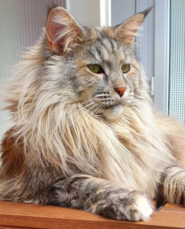 灰色猫咪是什么品种,玳瑁猫咪是什么品种