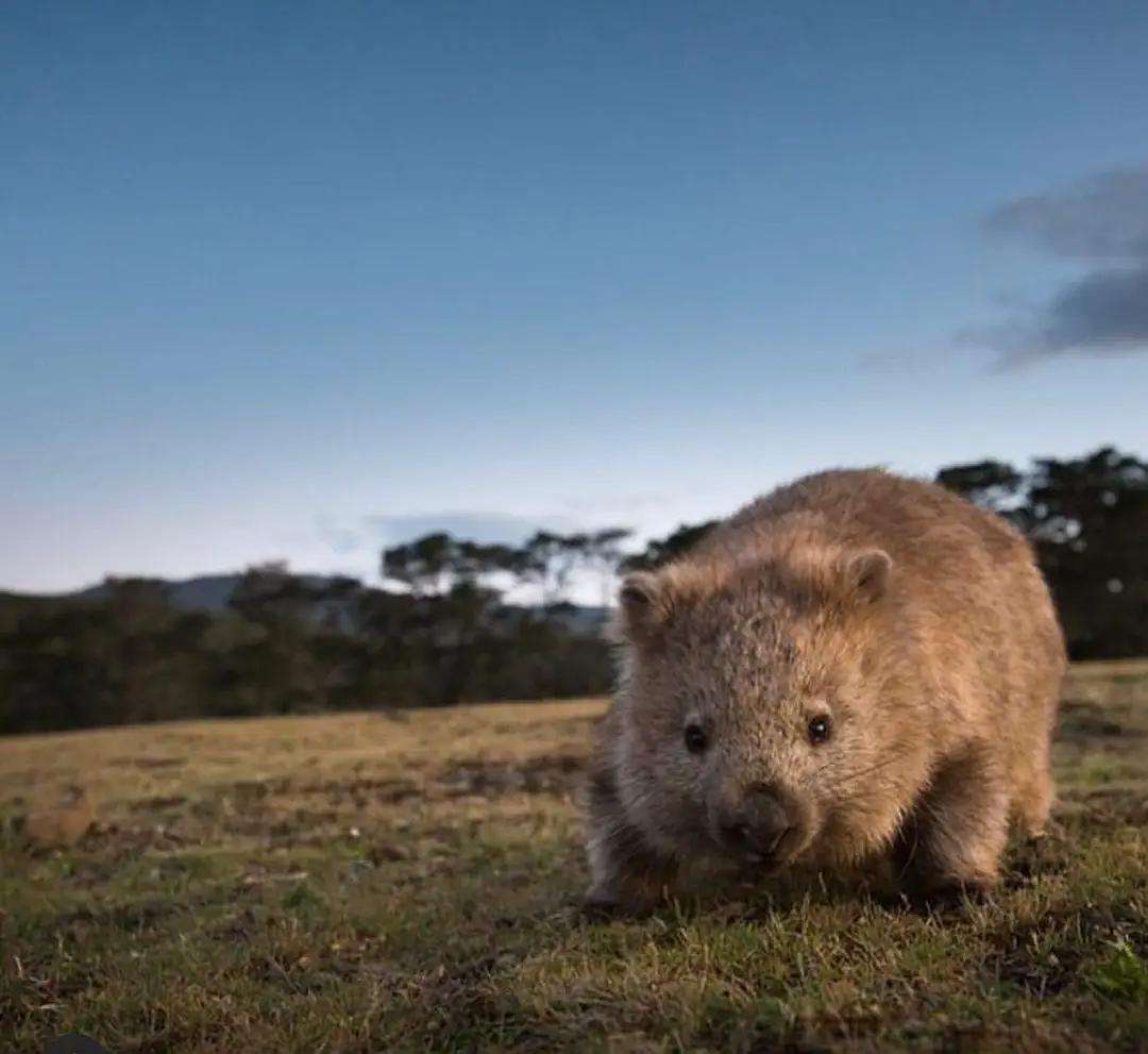 澳洲动物喂宝宝,哪种动物用粪便喂宝宝