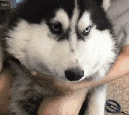 暴饮暴食导致胃下垂怎么办,暴饮暴食胃严重下垂怎么办