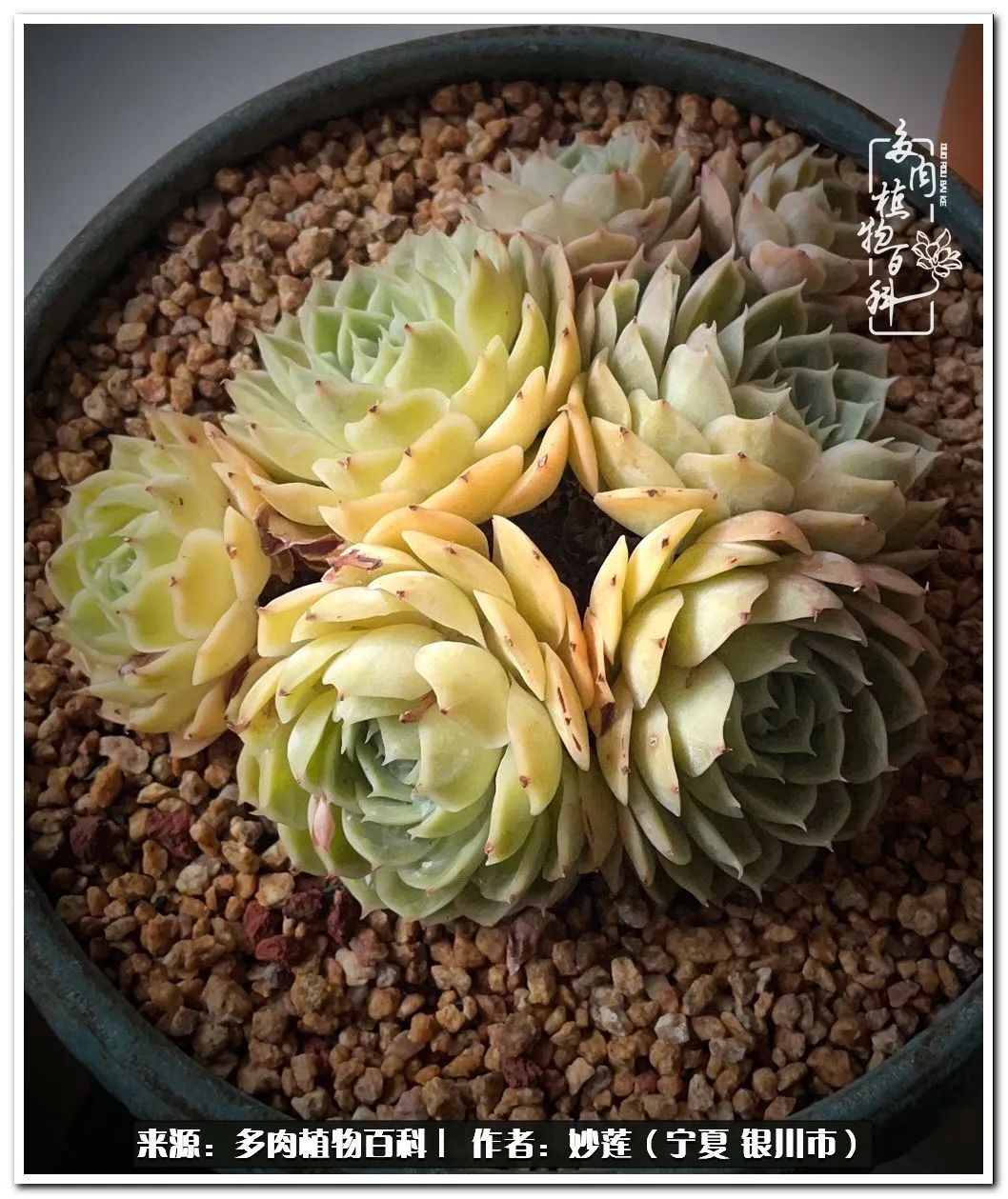 世间繁华三千不如一隅清欢,世间繁华三千不如有一院清欢