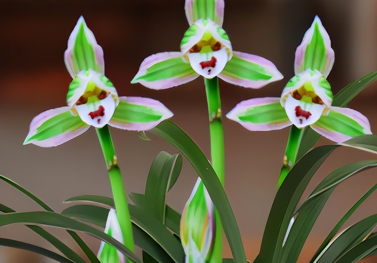 只认识兰叶带丝或者带金边的兰花,叶片细长带金边的兰花是什么兰