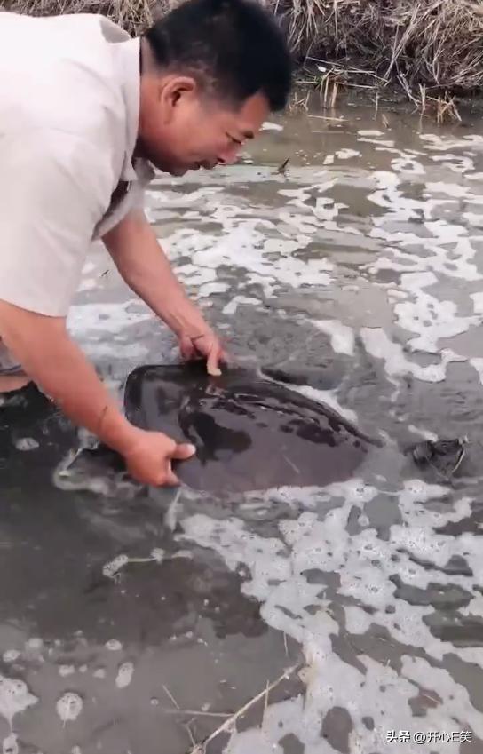 村民捕获2斤重野生甲鱼,80岁老人捕野生甲鱼