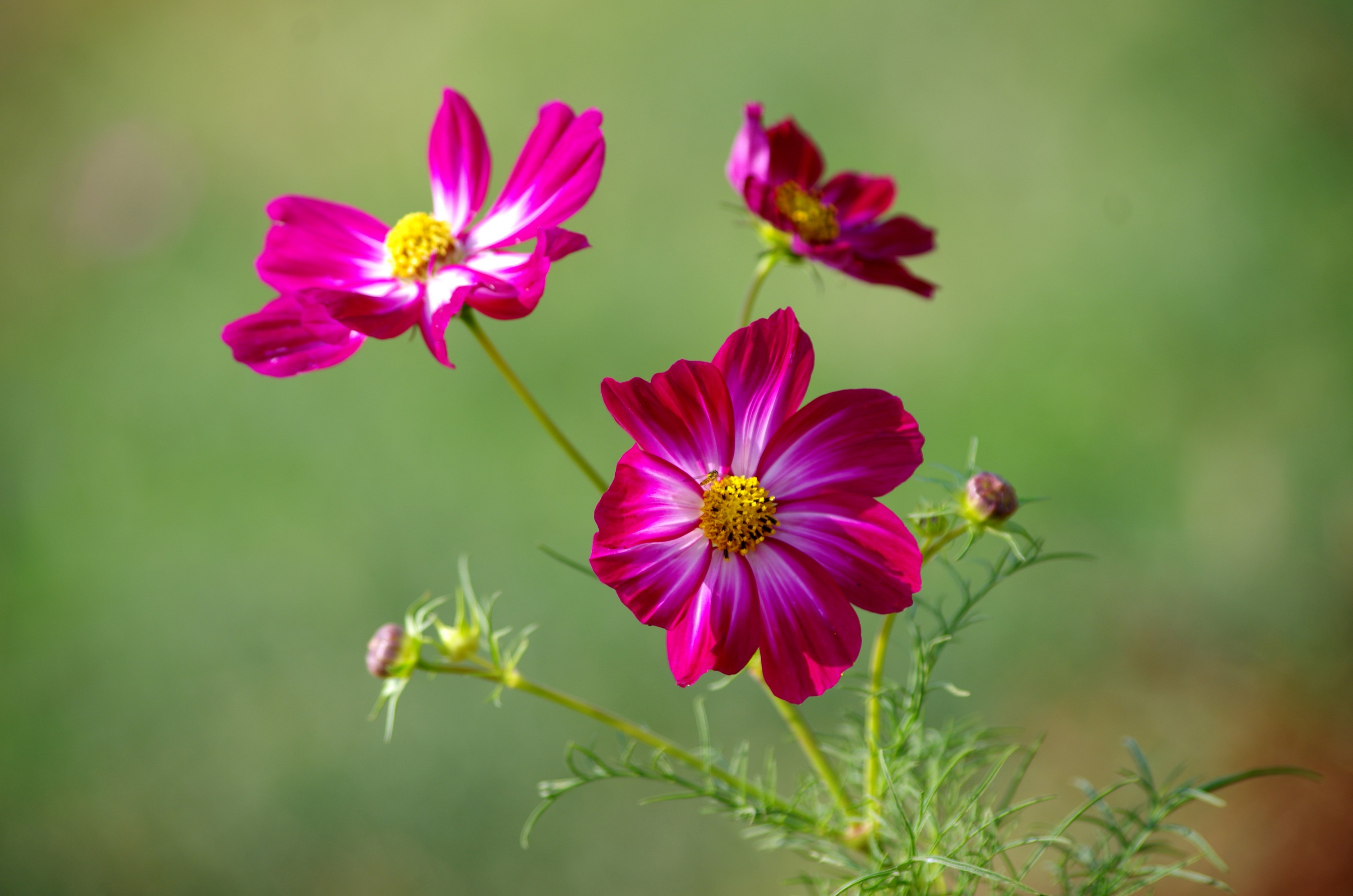 拍摄技巧如何拍摄好看的花卉照片,拍摄花卉技巧大全图片