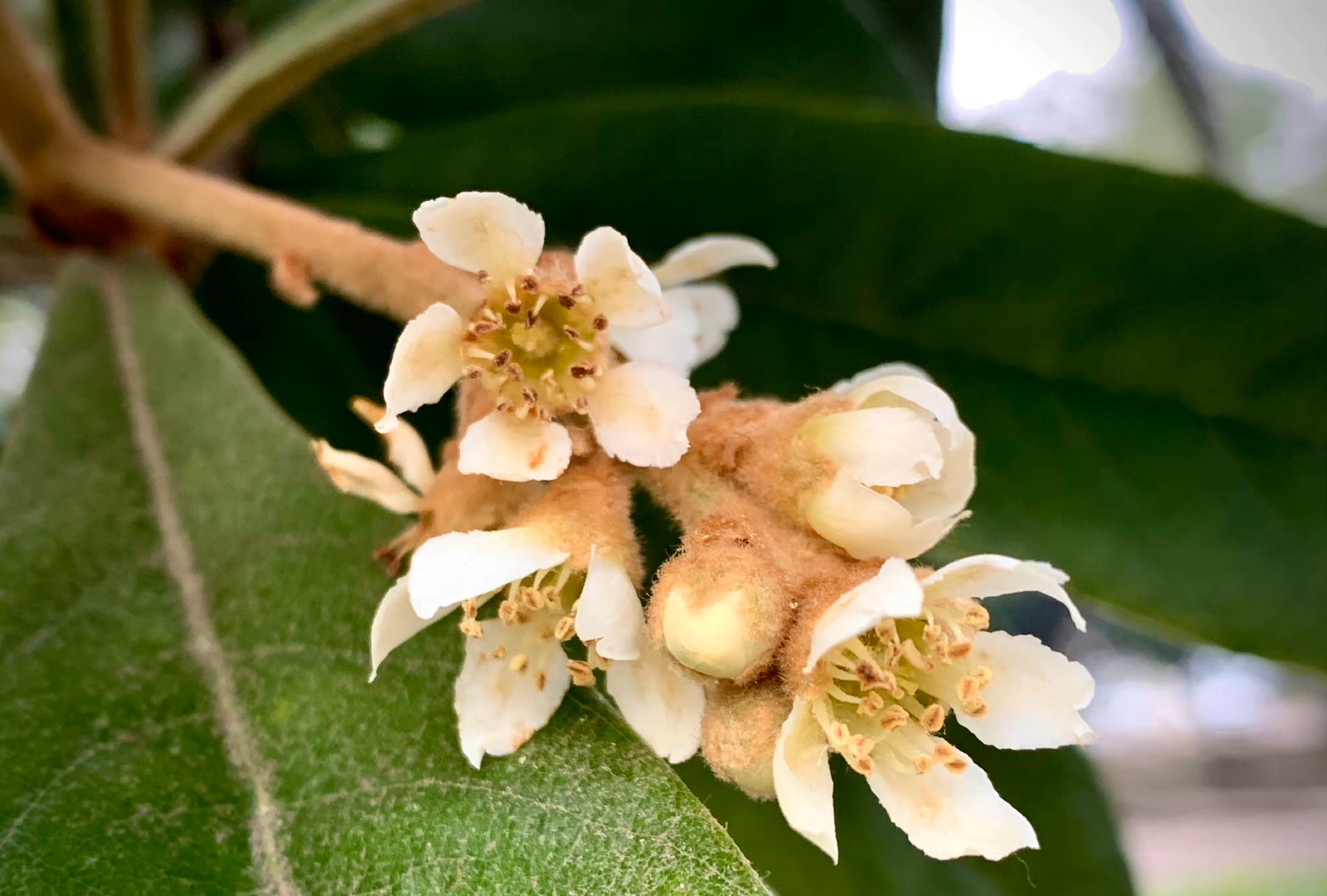 花朵不美，于是开在百花未开之际，方可招引蜂蝶，美丽不可及