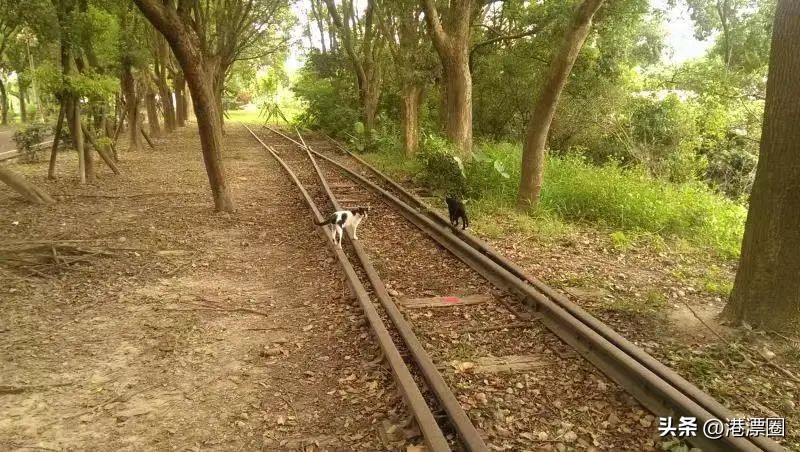 内地办理香港特区护照,香港护照跟中国护照