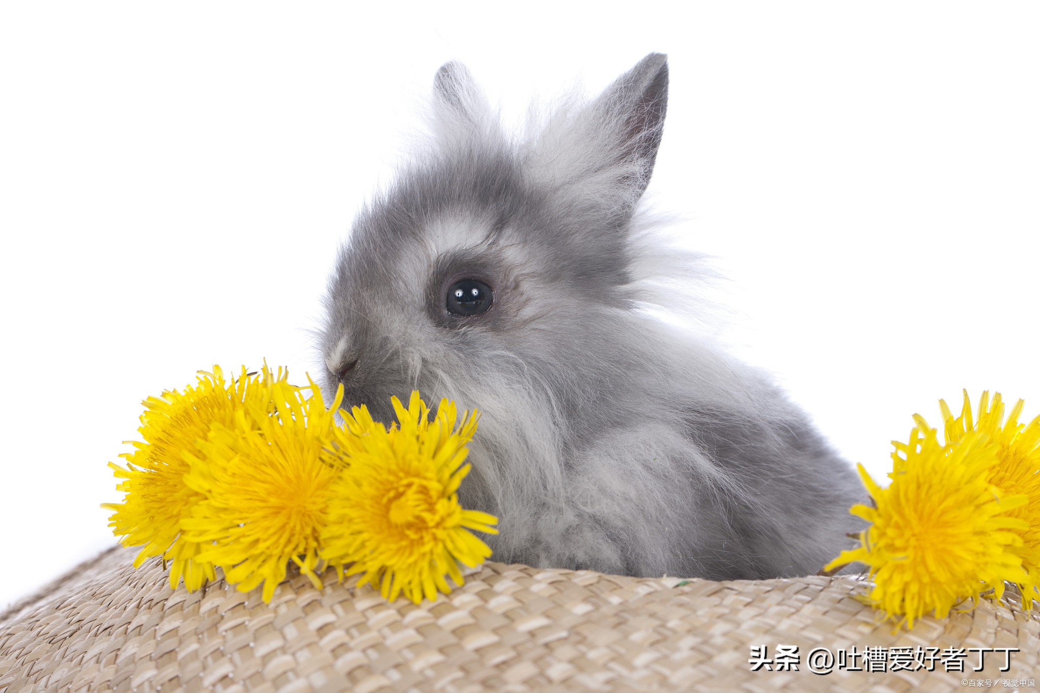 兔子有点拉稀是黄色的怎么办,兔子拉肚子喂什么药