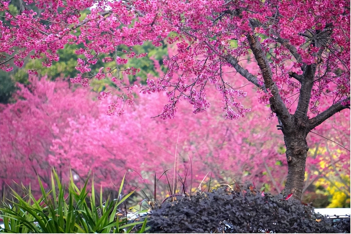 流溪河国家森林公园广州市从化区,广州流溪河国家森林公园拍照