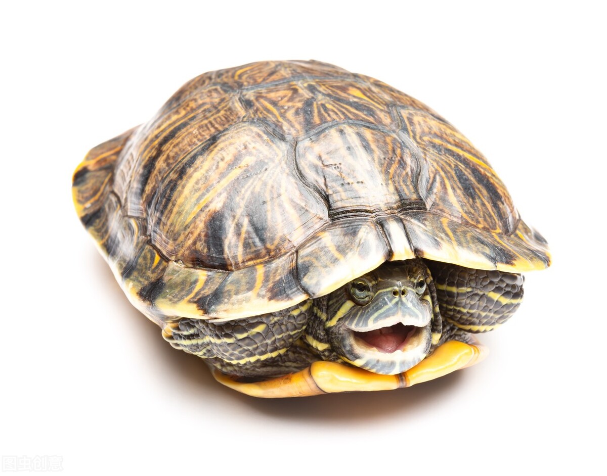 冬天小巴西龟怎么过冬,冬眠小巴西龟软壳怎么办