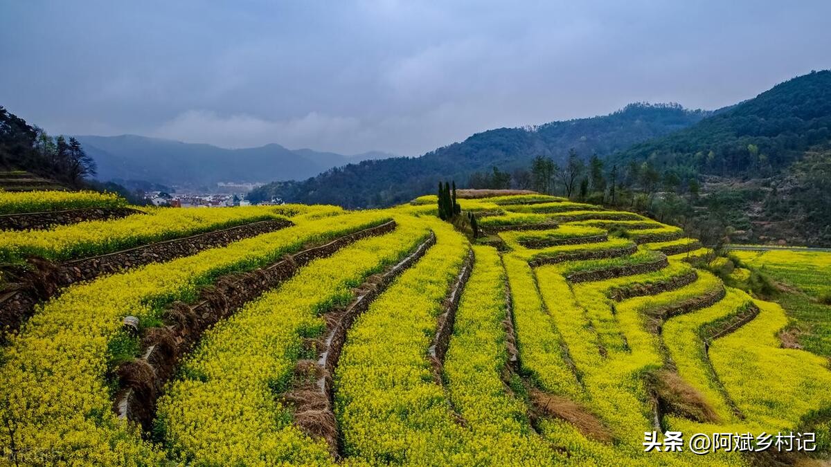 农村种地一亩田一年能赚10万,农村种植一亩三分地赚多少