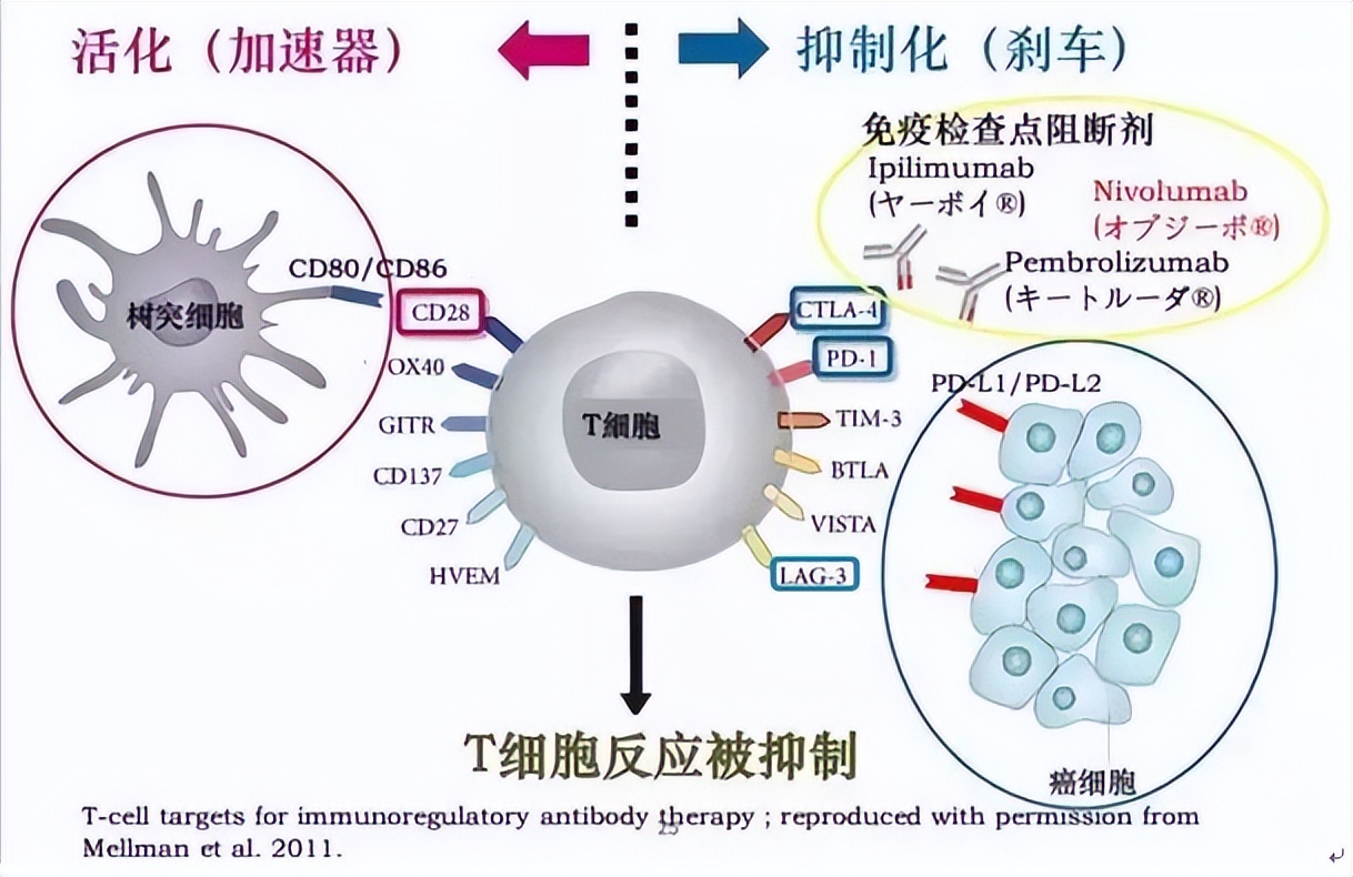 黑色素瘤双靶最新治疗方案,双免疫针对肝癌有用吗