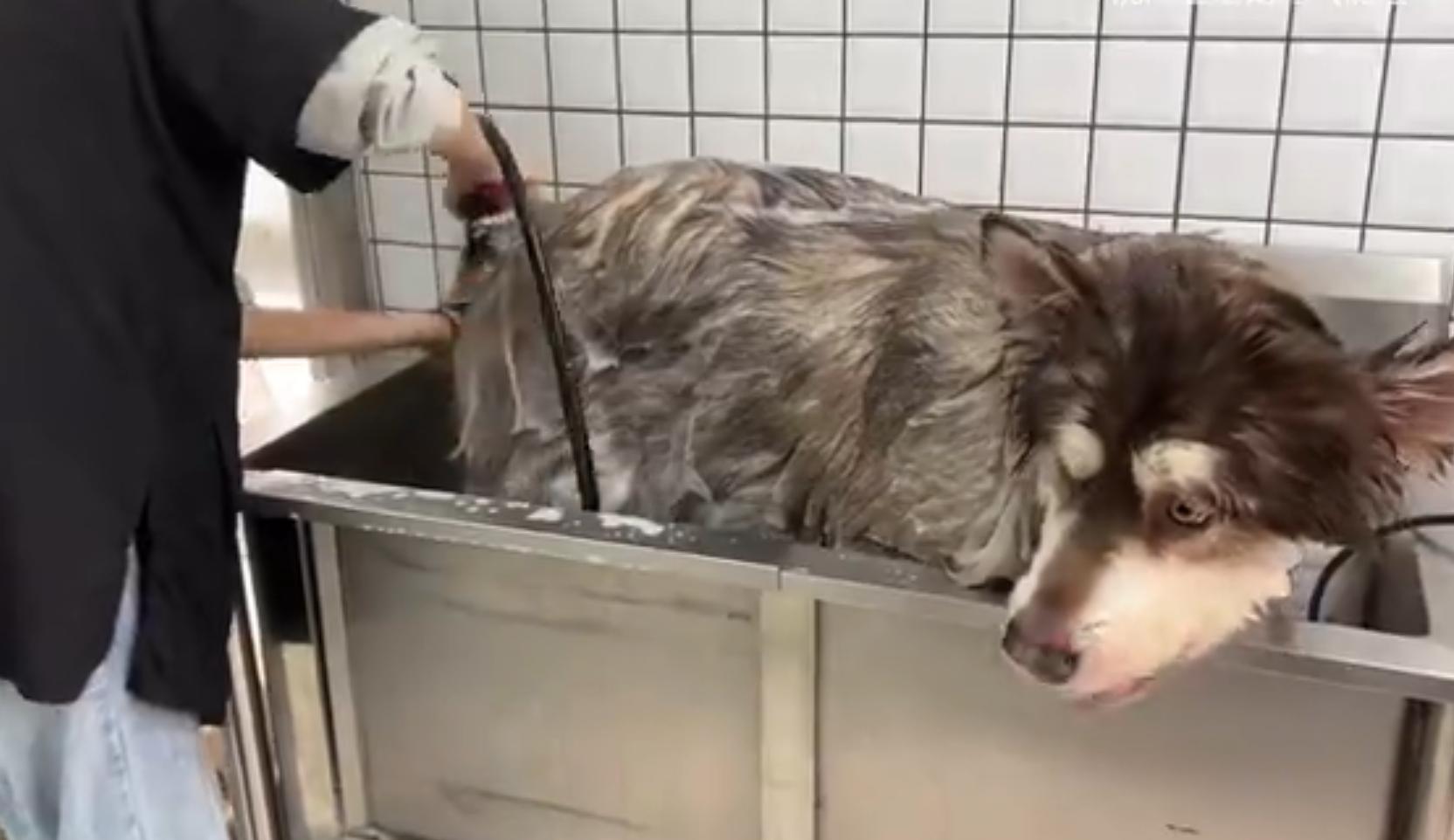 养阿拉斯加的几大事项,养阿拉斯加犬注意事项