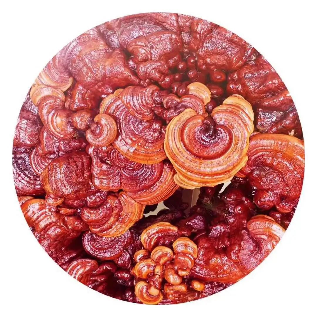 沂蒙乡村振兴学习感悟,乡村振兴看沂蒙专题