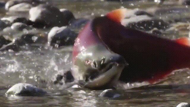 三文鱼水光真假分辨,哪种才是真正的三文鱼