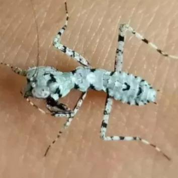 螳螂吃掉自己丈夫的头,螳螂为什么吃掉配偶螳螂吃蛇