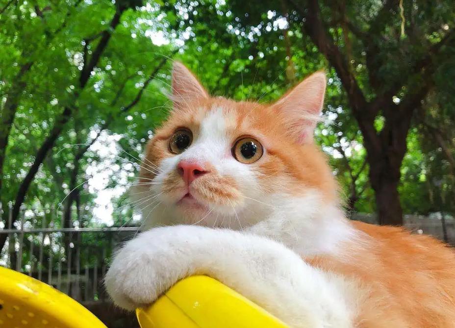 猫不洗澡为什么不臭,哪种猫不掉毛又好养还温顺又便宜