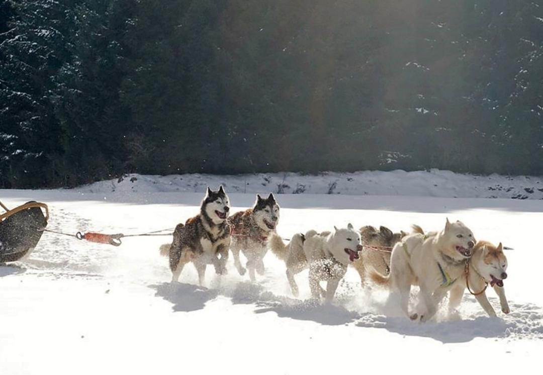 去世的网红二哈,网红二哈不见了