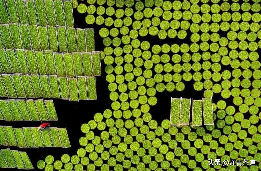 中国茶叶第一产茶大省,陕西中国茶叶第一大省