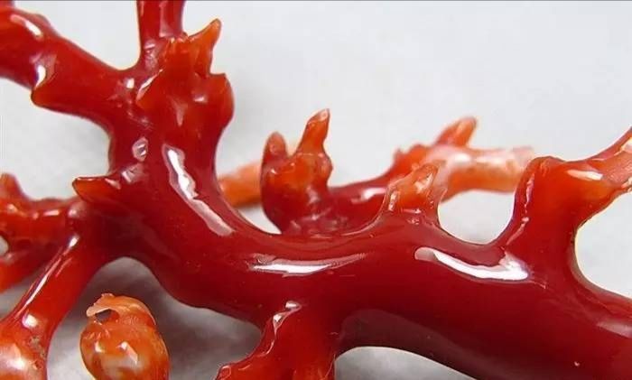 台湾行完整版,台湾渔民钓到红珊瑚