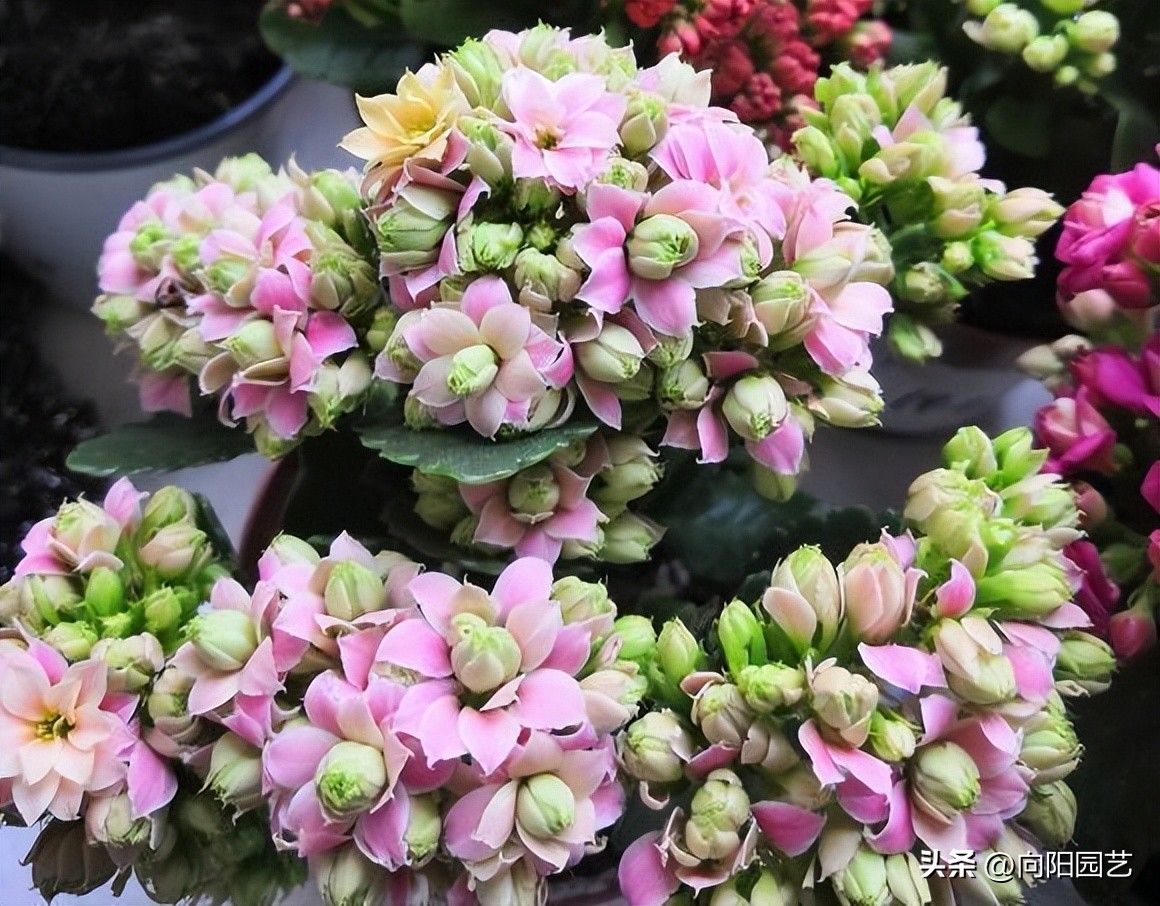 仙客来便宜,仙客来盆栽带花苞六块钱