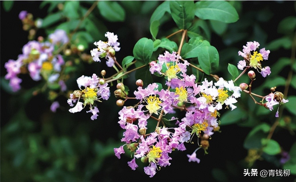独家揭秘南国花城夏季四季惊艳