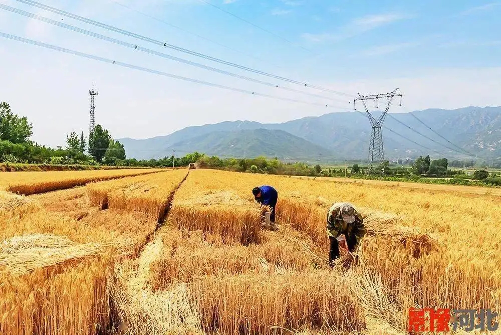 父亲的苦作文600字,父亲写的散文诗感悟