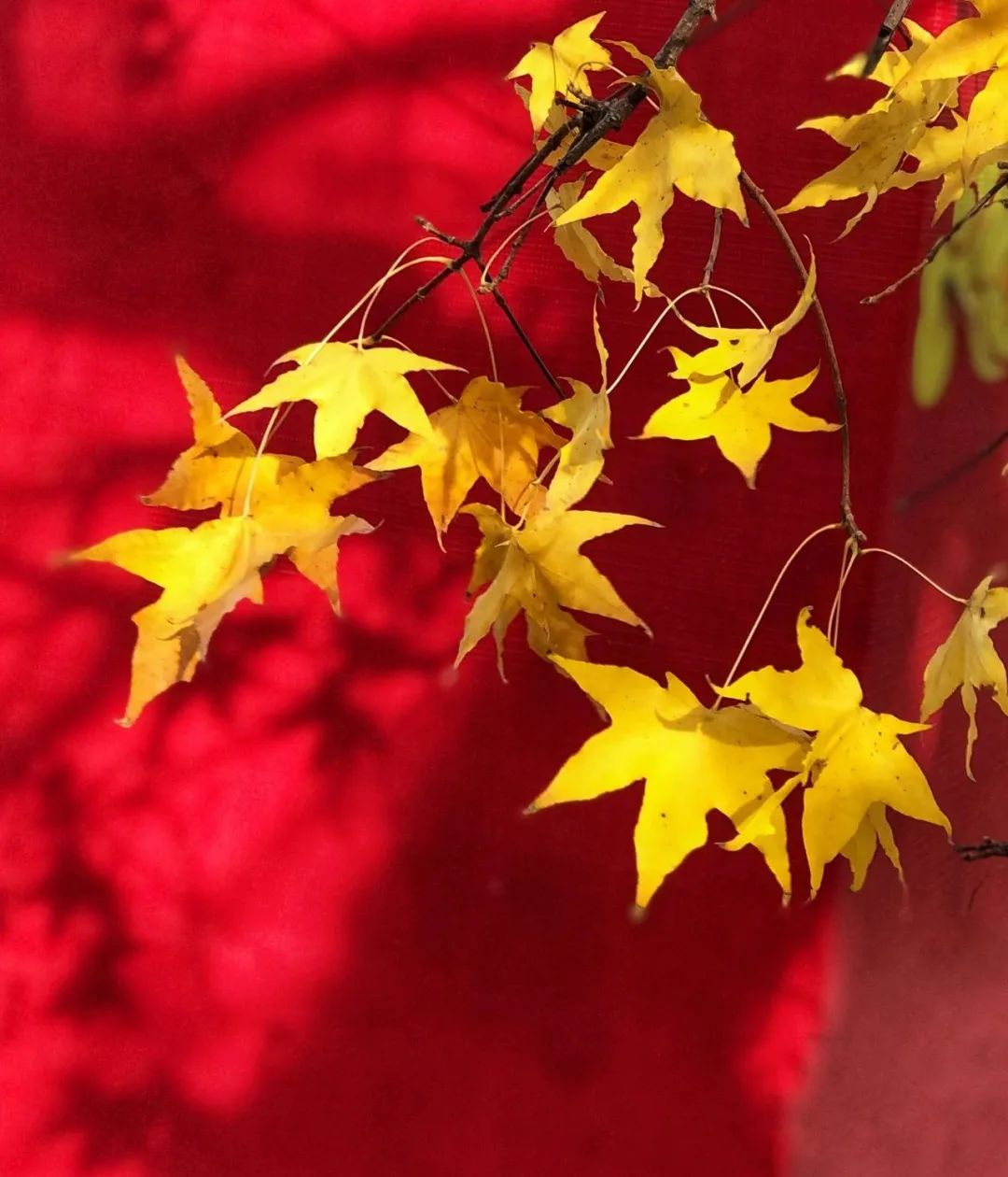 美丽的人民日报大院，我们温暖的家