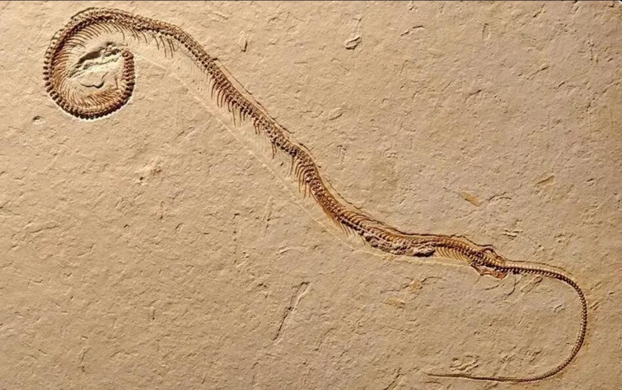 老人口中一碰就碎的“碎蛇”，尾巴吃了大补，是蛇和蜥蜴的杂交？