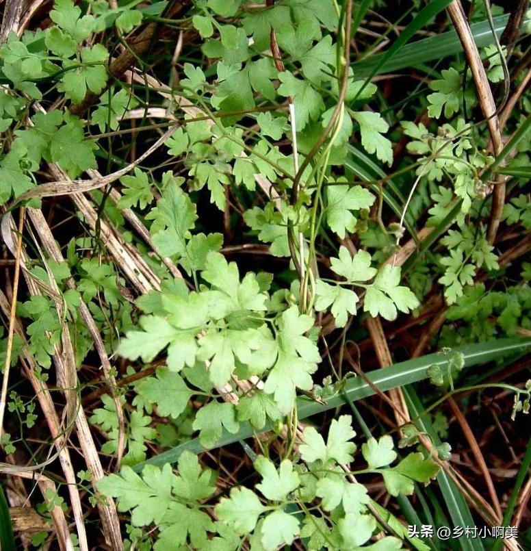 农村排石草药,农村这种野草救过许多人的命