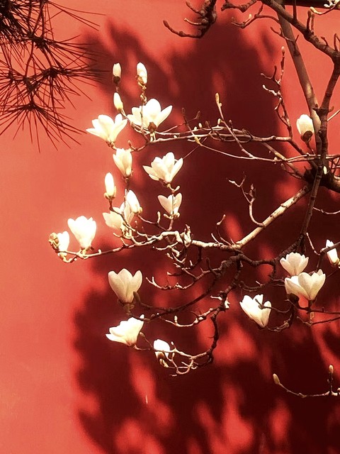 七绝咏山村春景风光诗词,春在溪头荠菜花是哪首诗