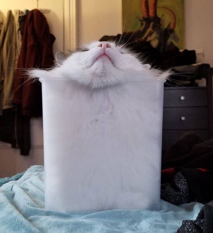 液体猫猫大合集！有毛巾嘛？我们家的小猫又流出来啦