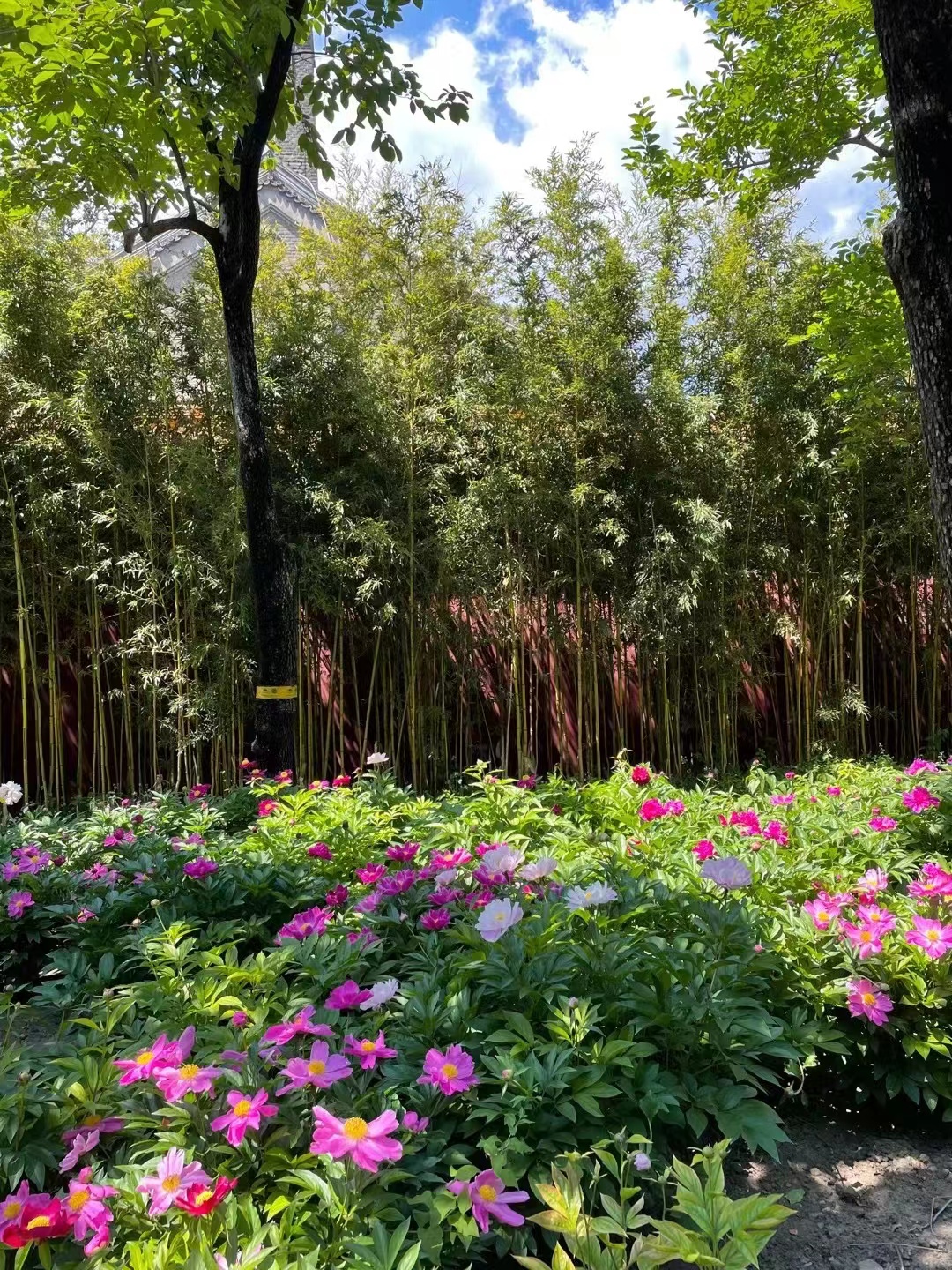 来北京一定要去一趟景山公园,北京景山公园春节风景