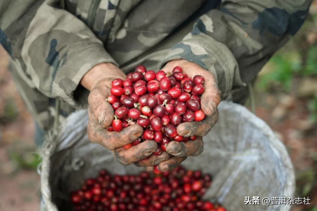 观云台丨云南咖啡是否“香精豆”？我们采访了8位资深从业者……