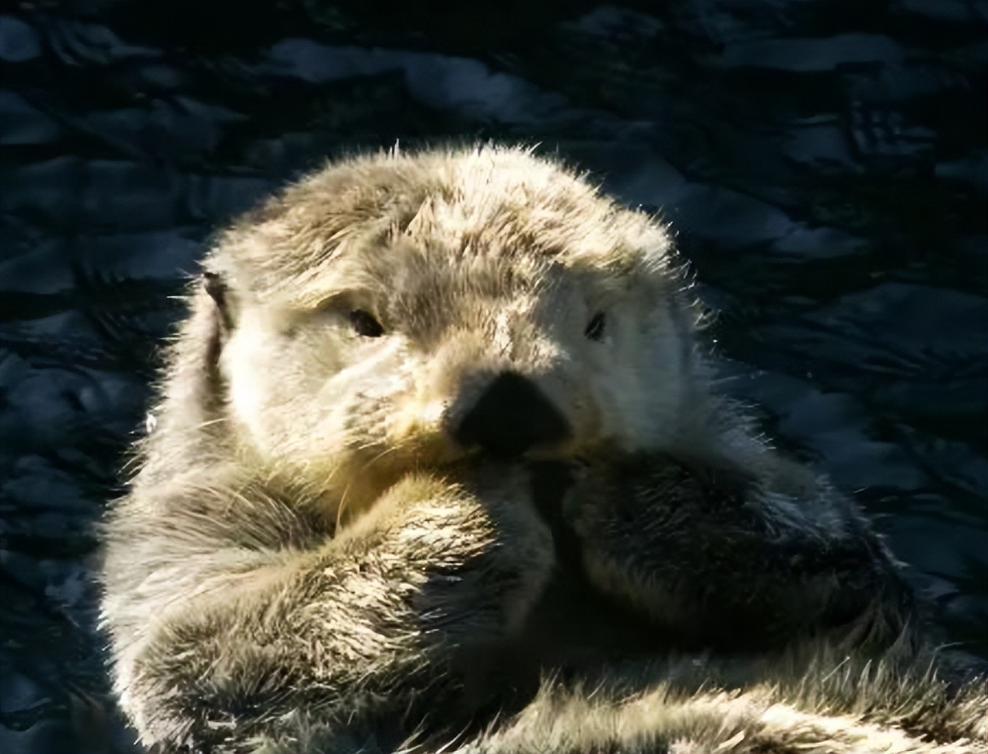 亚洲最萌动物大熊猫,国外评最可爱动物大熊猫排第三
