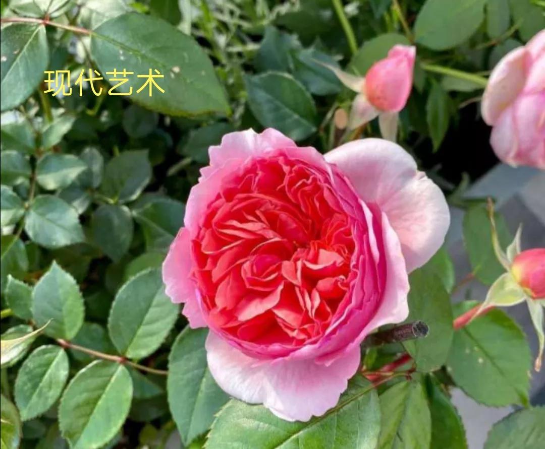 花店卖的切花月季品种,切花月季冬季修剪方法