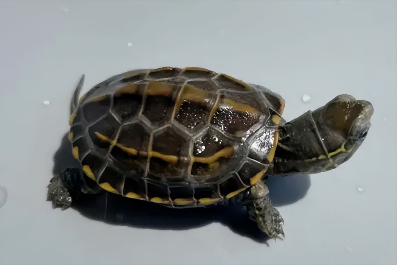 乌龟吃了自己的粪便会怎样,从乌龟的粪便中判断乌龟很健康