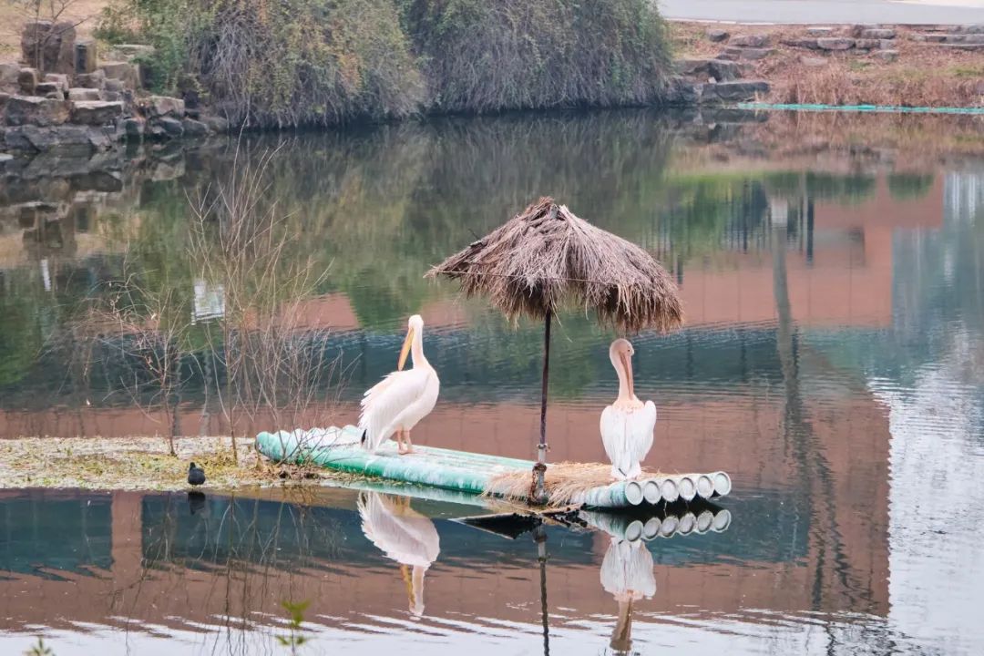 红山动物园亏损3千万网友很着急,近两年疫情原因导致亏损如何翻身