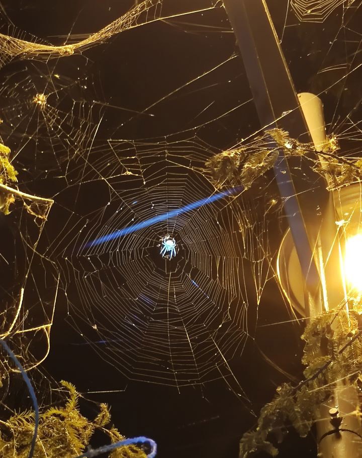 蜘蛛一次能产多少仔,蜘蛛一次可以吐几根丝