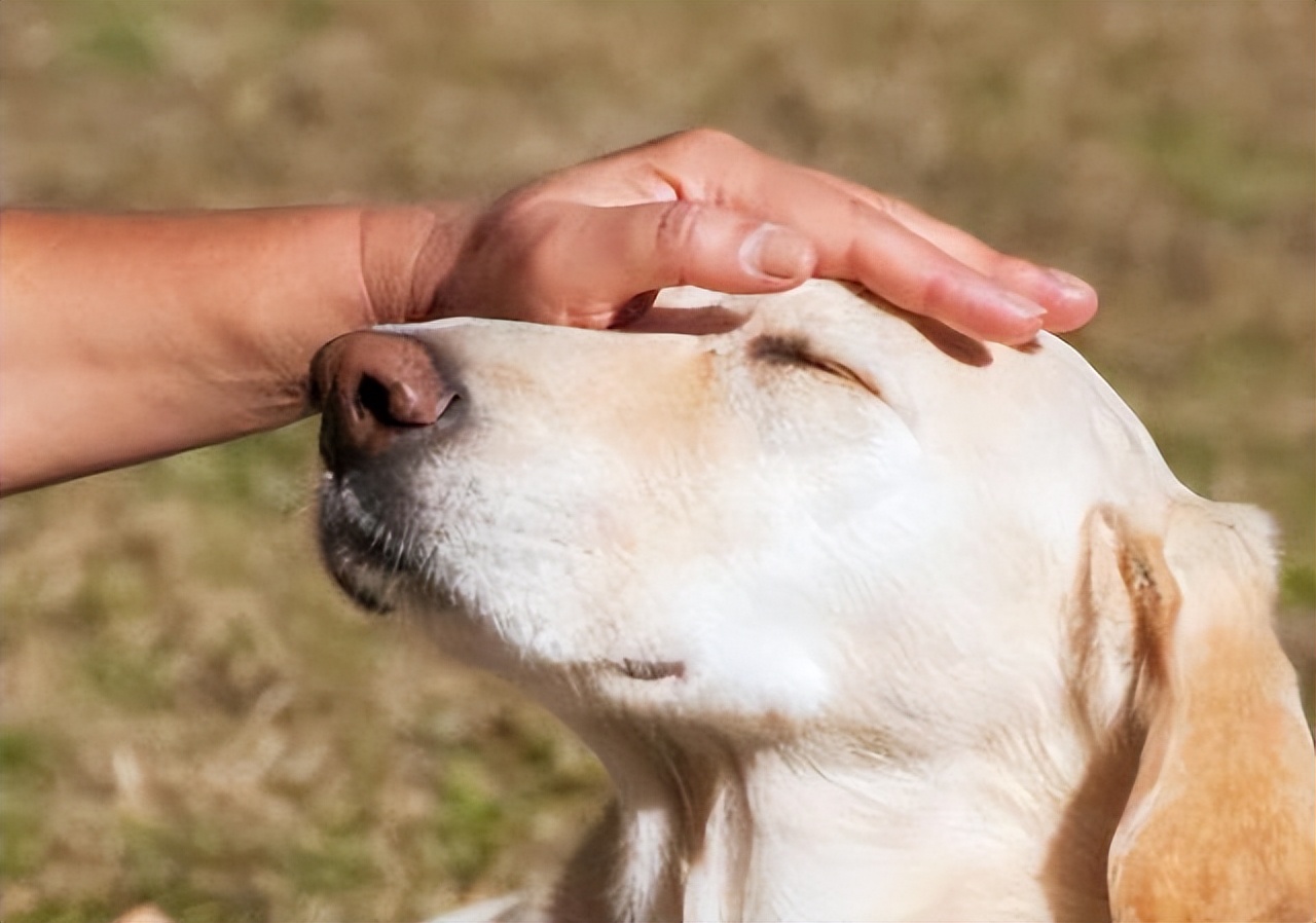 奉劝新手养狗别选这6种狗狗,这些养狗狗的诀窍你一定要知道