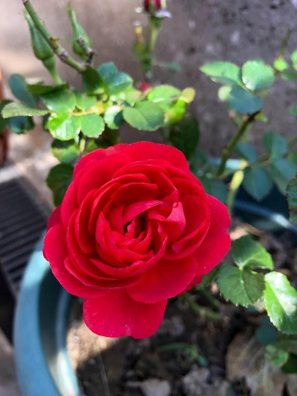 每个人心中都有一个美丽的花园,每个人心中都有一座属于我的花园