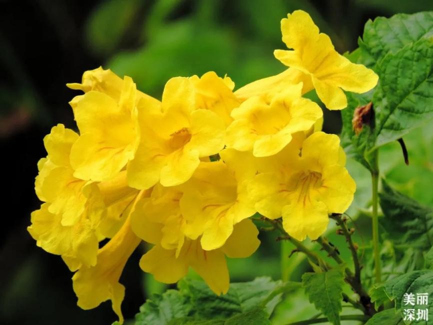 12月深圳赏花公园,11月份深圳哪个公园花好看