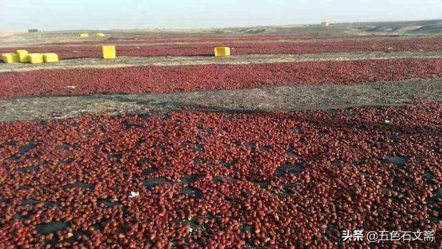 我家屋后有棵枣树,以前我家院子有两棵枣树