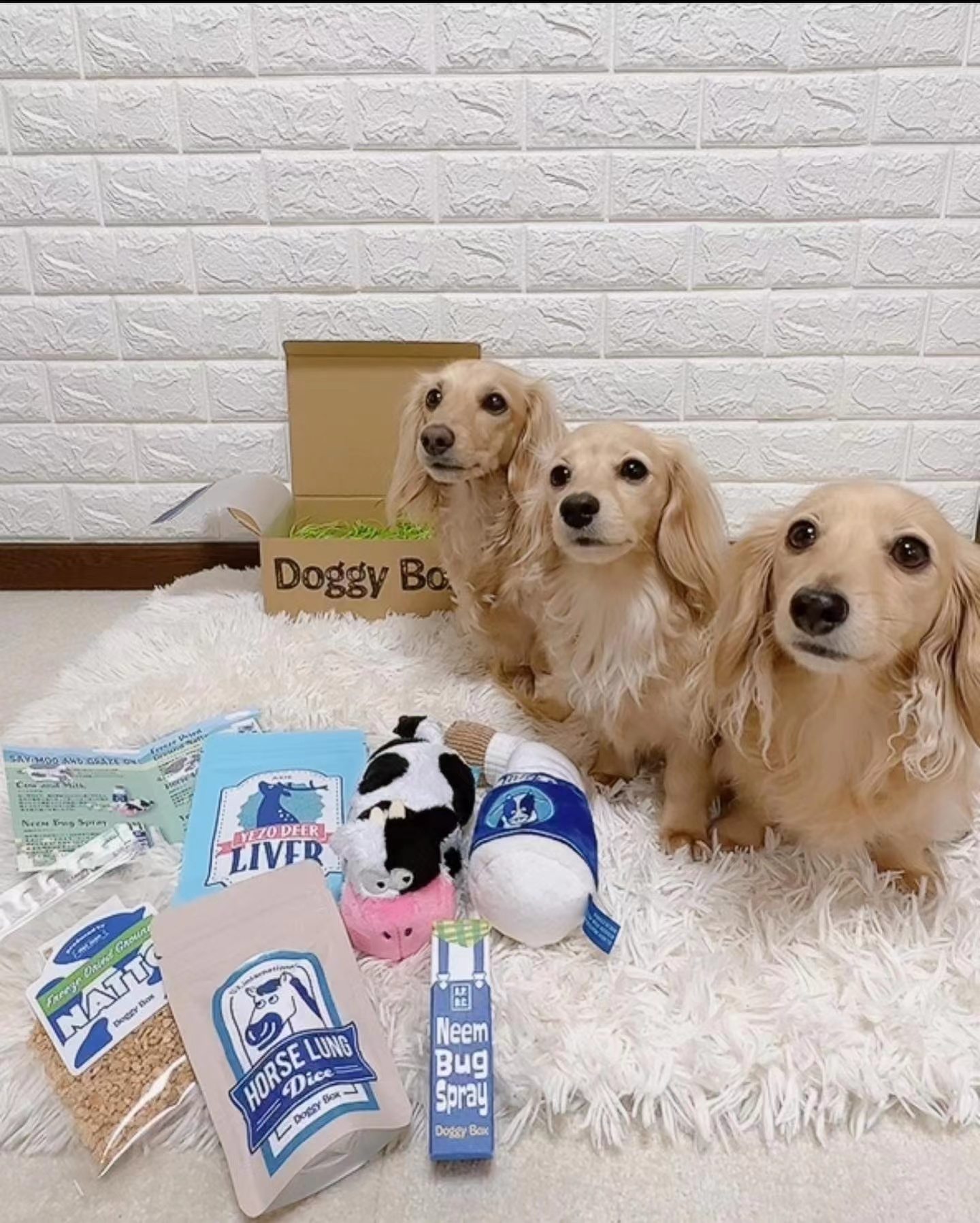 揭秘训犬师如何训练狗狗,驯狗师训练狗狗的方法和技巧