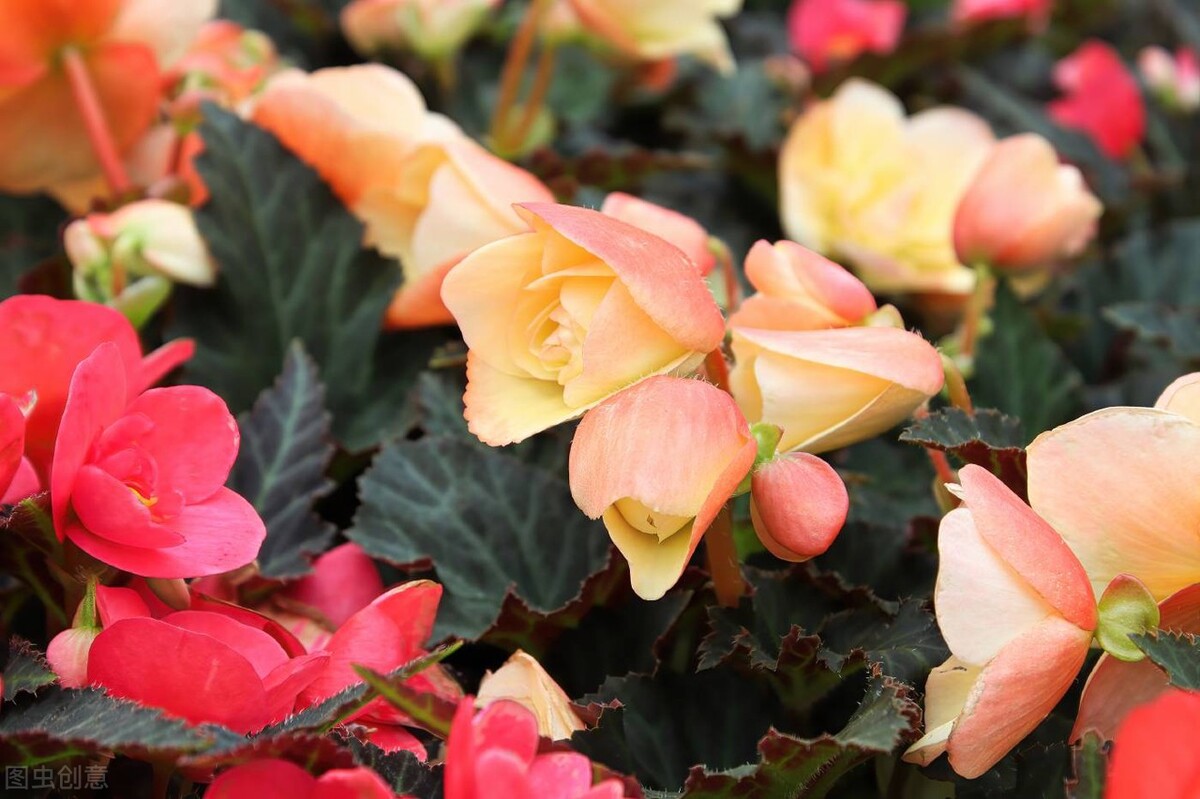 室内种植四季海棠,四季海棠夏季怎么养活